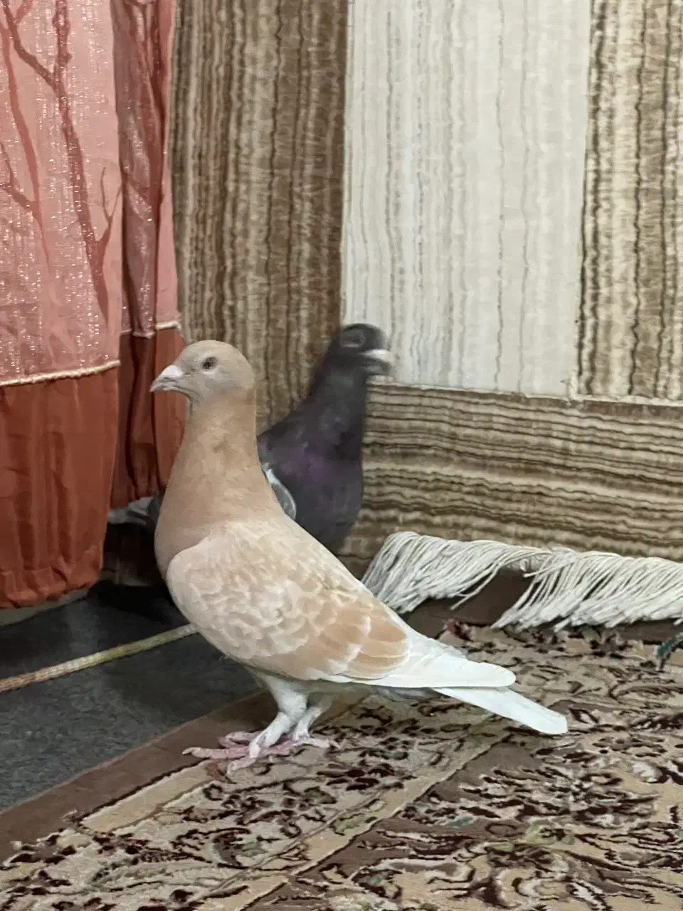 رنگه|پرنده|زابل, |دیوار