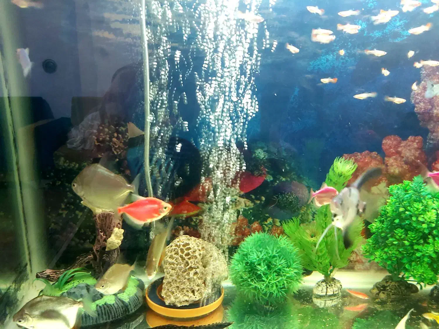 ماهی آکواریومی گیاه خوار و غاز|ماهی|مرودشت, دولت آباد|دیوار