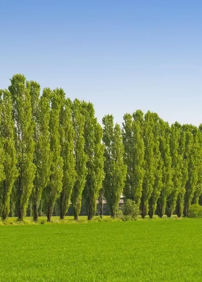 تولید و توزیع نهال صنوبر|خدمات باغبانی و درختکاری|کوهرنگ, |دیوار