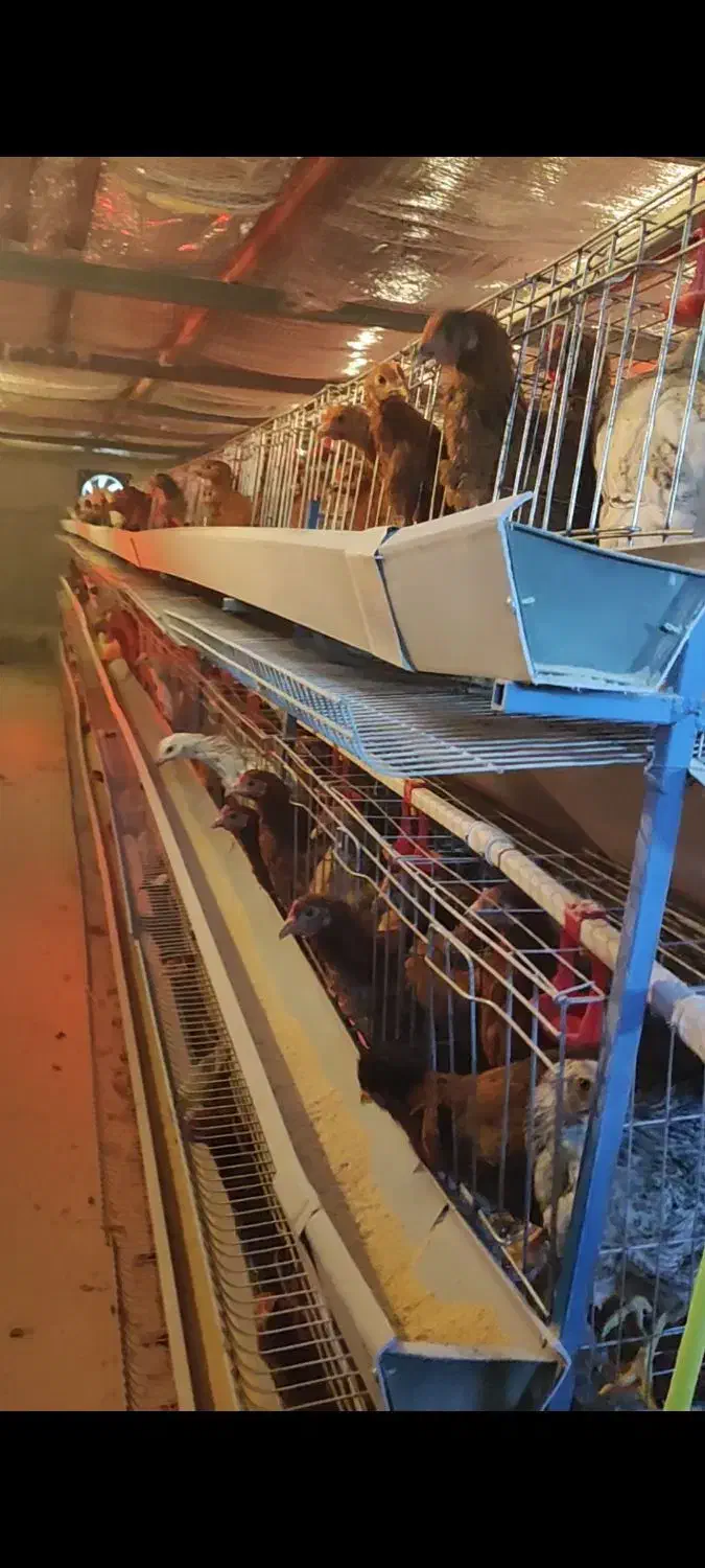 500عدد مرغ ها گل  پایگانی|حیوانات مزرعه|عطاملک, |دیوار