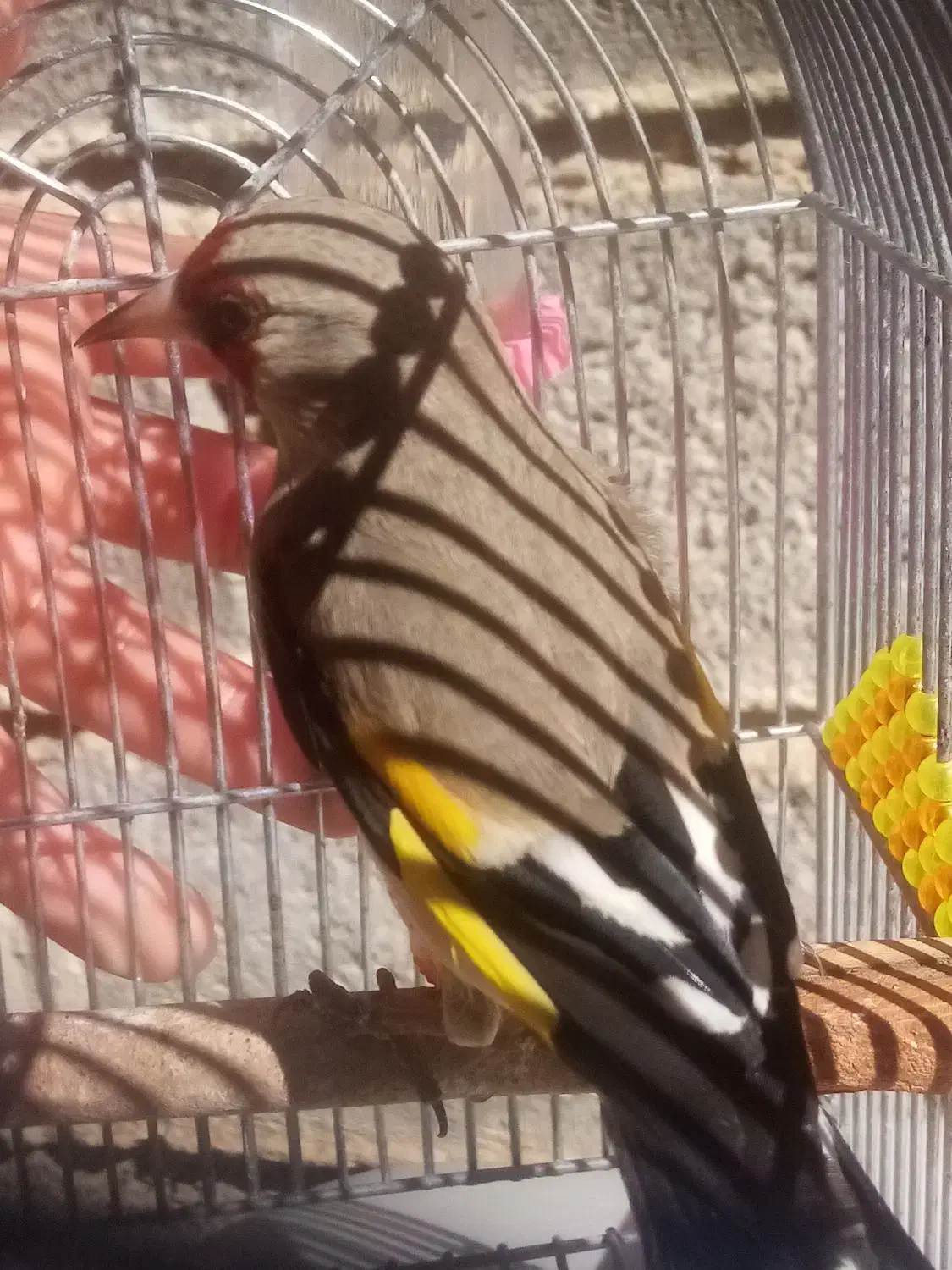 سهره نر|پرنده|شیراز, دست خضر|دیوار