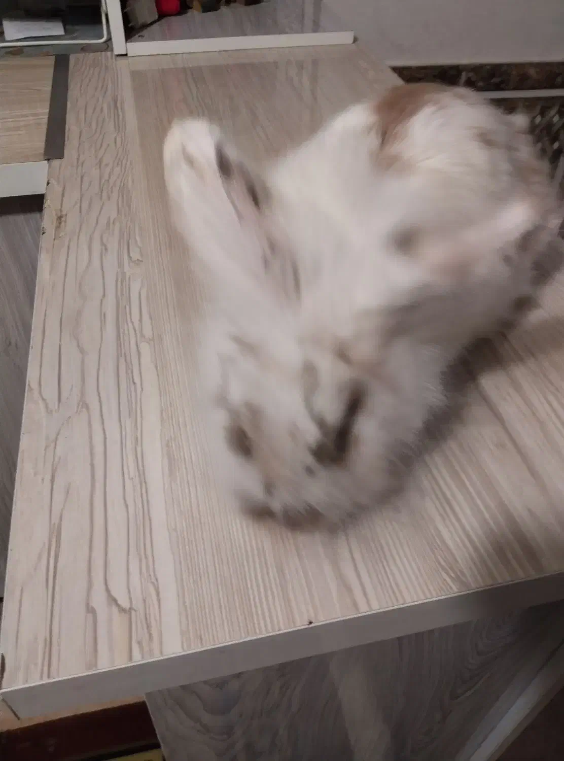 خرگوش سفید برفی|موش و خرگوش|رباط‌کریم, نصیرشهر|دیوار