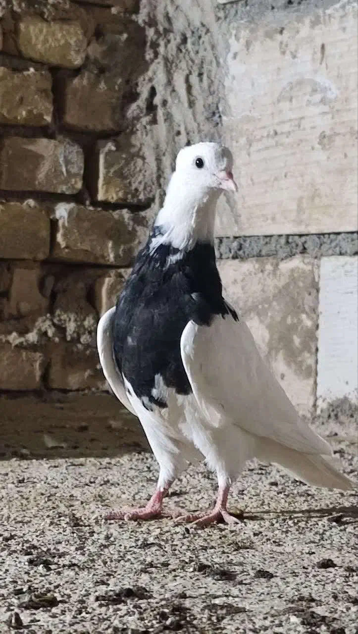 کفتر طوقی|پرنده|اردکان, |دیوار