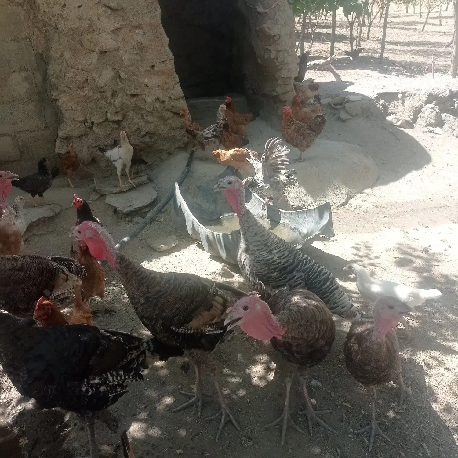 بوقلمون ارگانیک تمیزب شرط سالم همه داروی شده|حیوانات مزرعه|سیلاخور, |دیوار