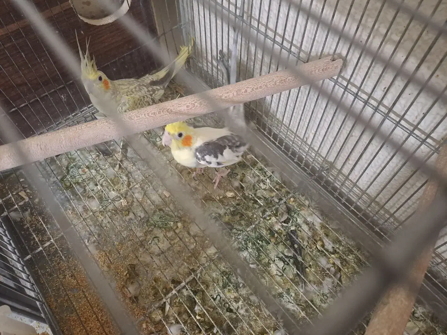 عروس هلندی|پرنده|شاهینشهر, برخوار غرب|دیوار