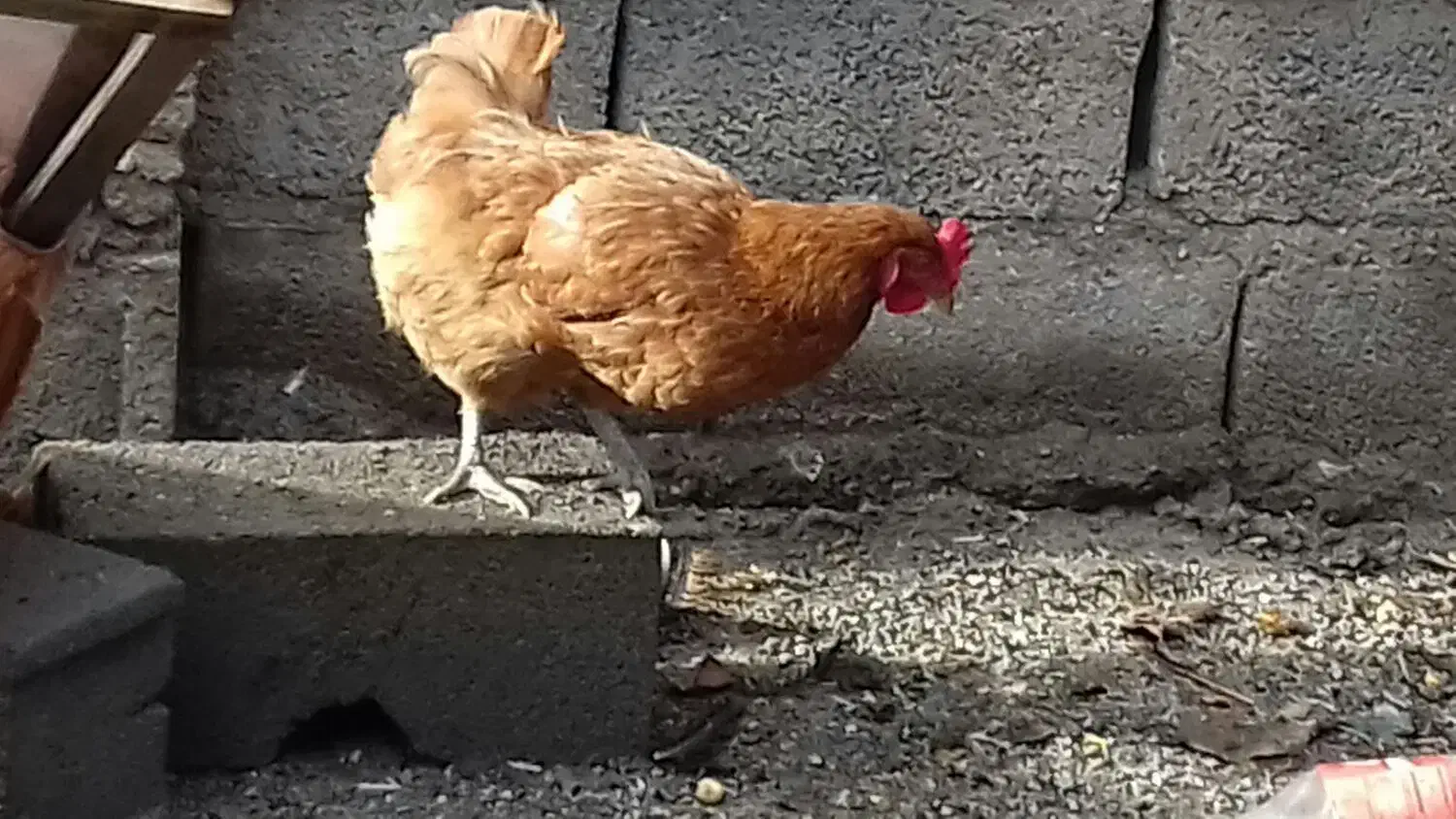 مرغ محلی تخم گذار|حیوانات مزرعه|خان ببین, |دیوار