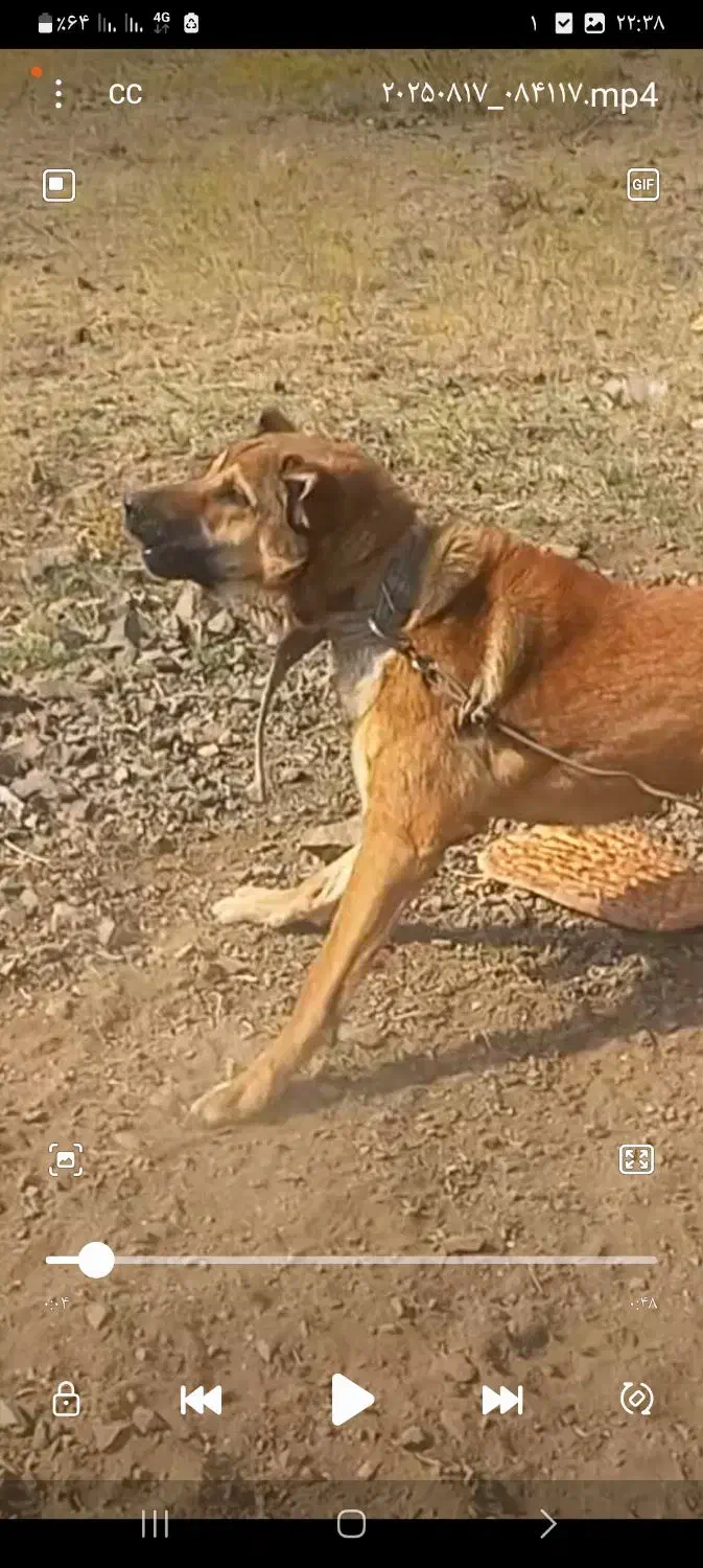 گمشده|حیوانات|خوی, |دیوار