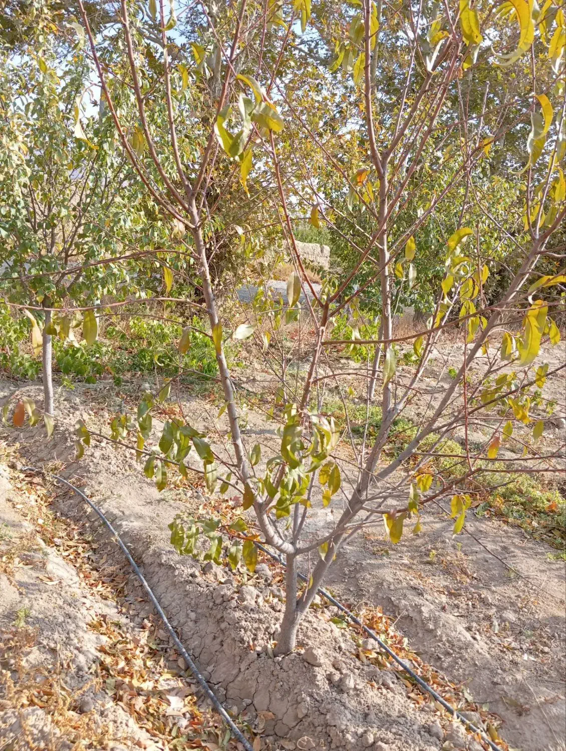 درخت هلو|خدمات باغبانی و درختکاری|شاندیز, |دیوار