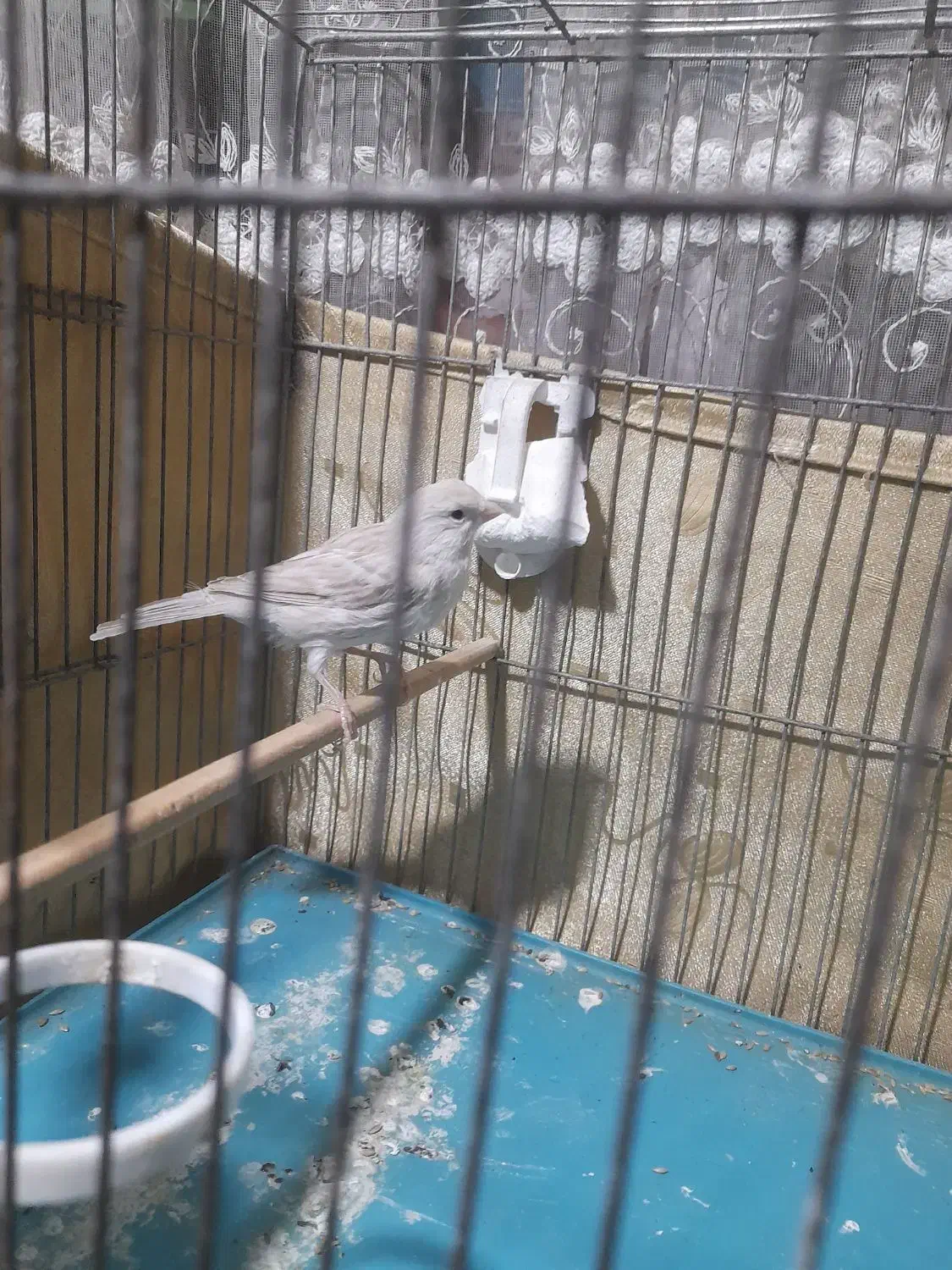 قناری|پرنده|محمدشهر, شهرک پیام (مهرالبرز)|دیوار