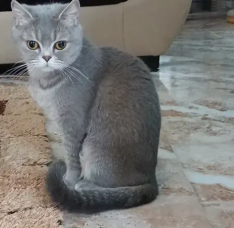 گربه نژاد اسکاتیش و پرشین|گربه|فردوس (خراسان), |دیوار