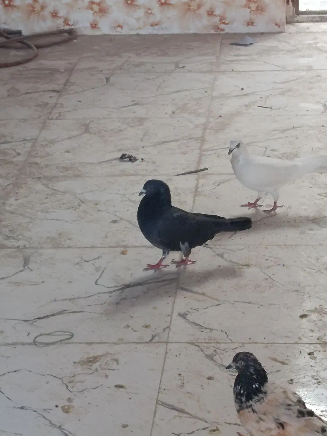 کبوتر پرشی|حیوانات مزرعه|ایرانشهر, |دیوار