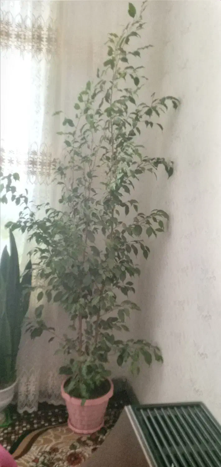 گل طبیعی قشنگ فقط هشتصد هزار|گل و گیاه طبیعی|ایوان, |دیوار