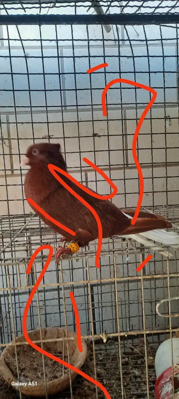 ماده سرخ دم سفید|پرنده|بهبهان, |دیوار