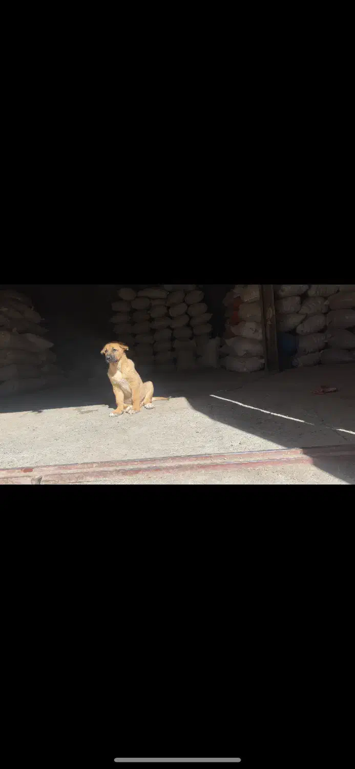 سگ گمشده|حیوانات|دهگلان, |دیوار