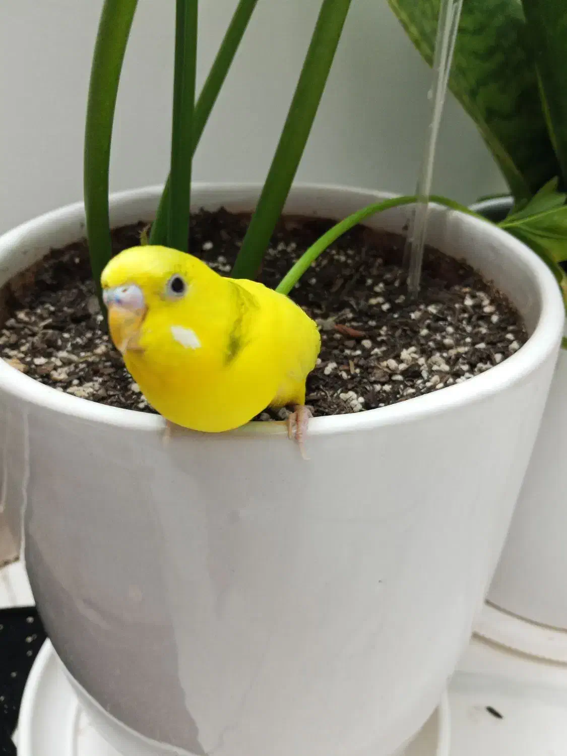 مرغ عشق نر|پرنده|اسلام‌شهر, شهرک محمدیه|دیوار