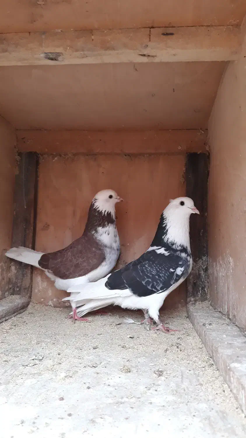 کفتر پروازی وجفتگاهی|پرنده|شفت, |دیوار