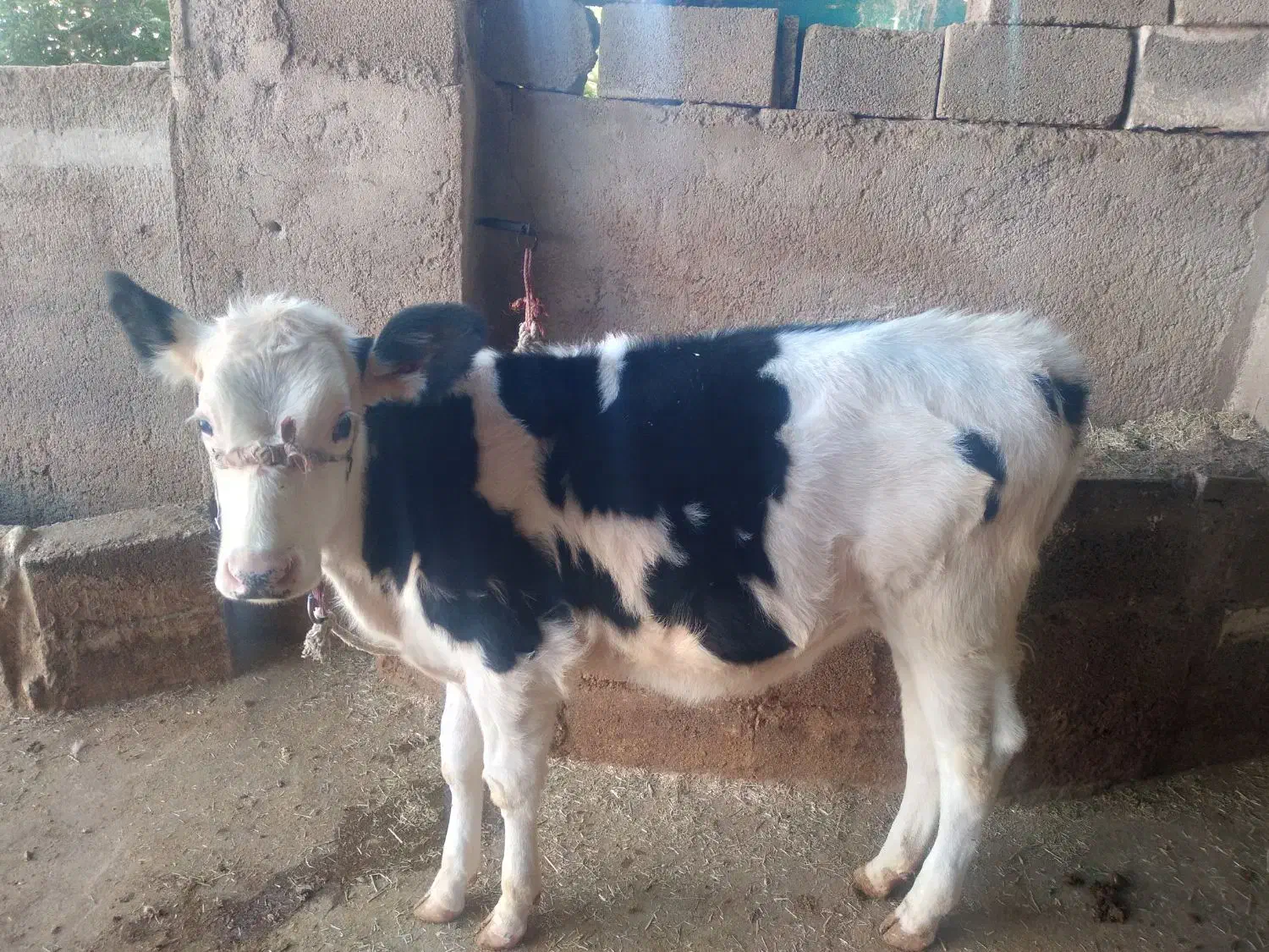 فروش گاو درجه یک شکم اول با گوساله ماده|حیوانات مزرعه|جره و بالاده, |دیوار