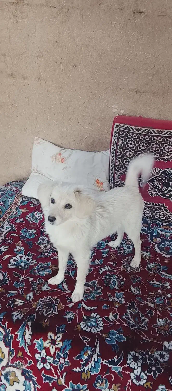 سگ پا کوتاه|سگ|آران و بیدگل, |دیوار