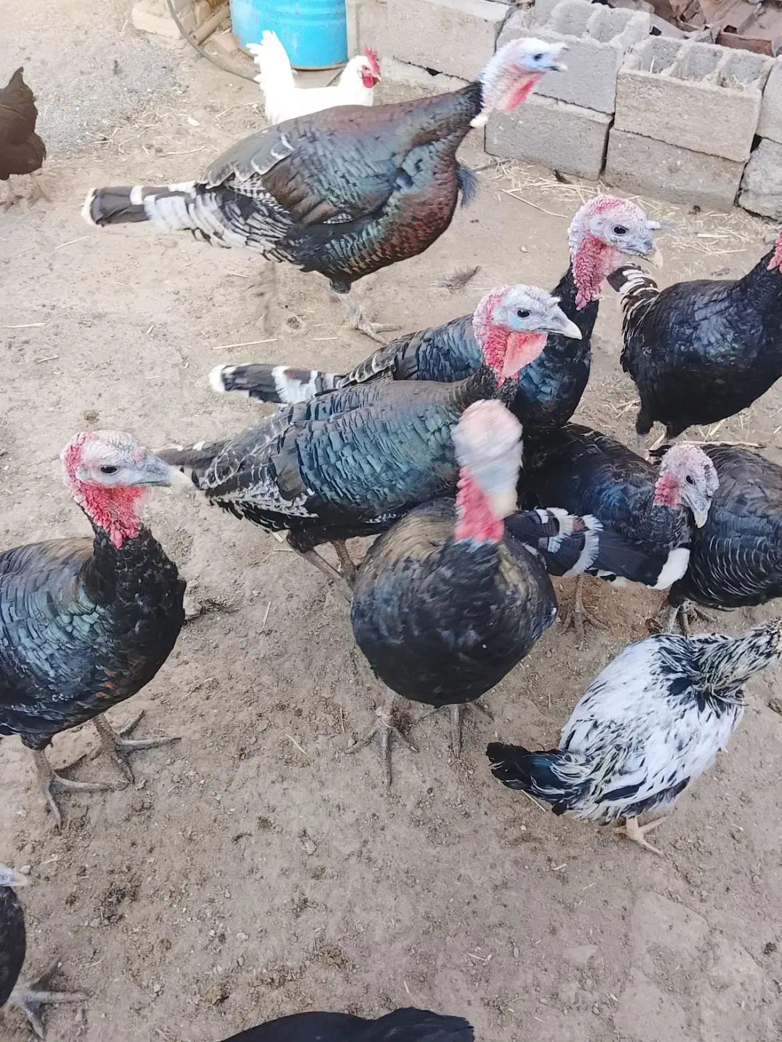 بوقلمون|حیوانات مزرعه|نیشابور, دربقاضی|دیوار