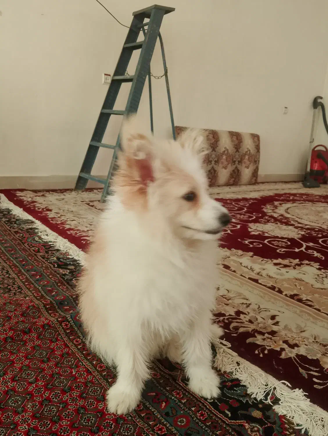 سگ پامر|سگ|ایلام, |دیوار