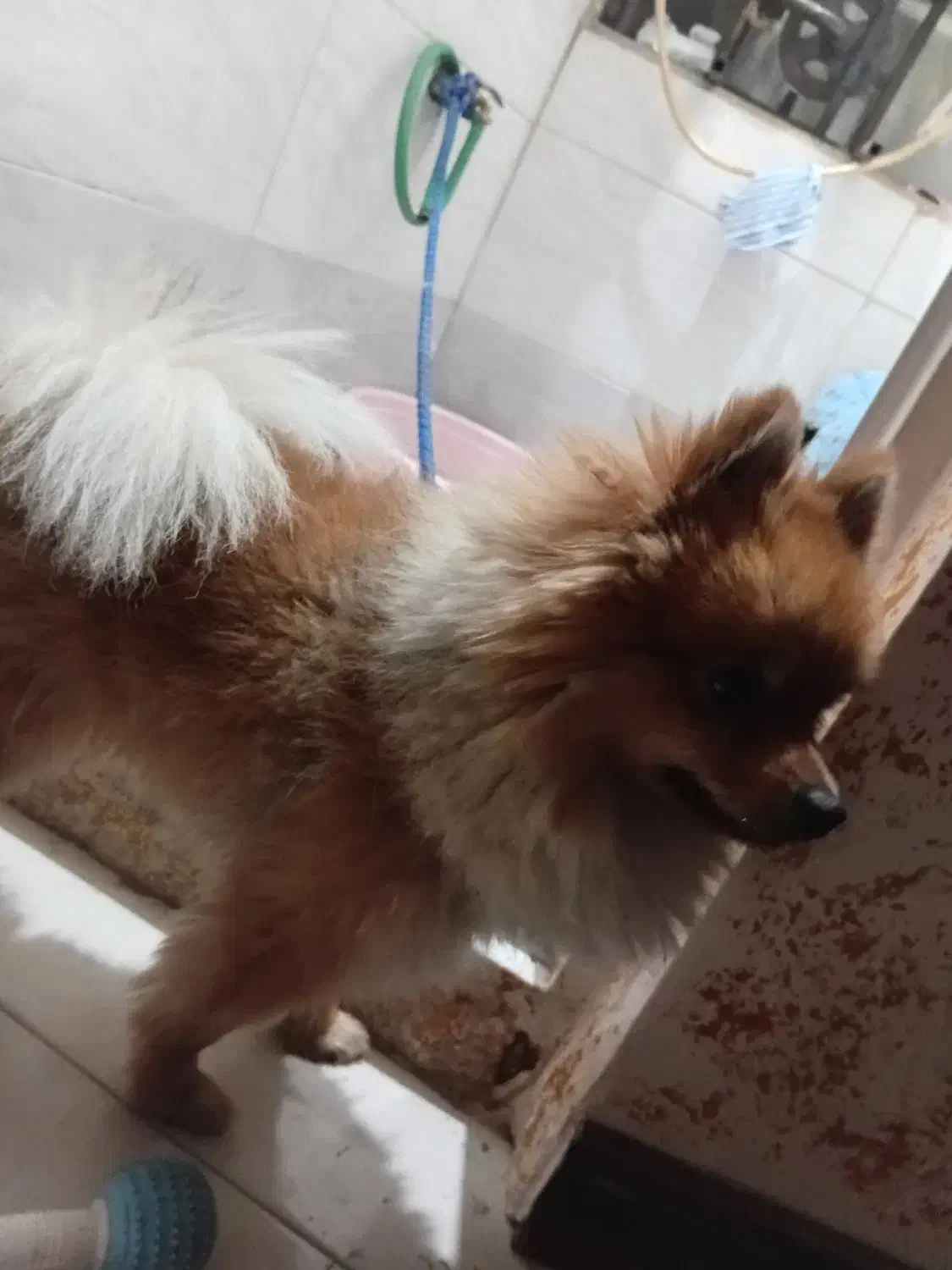 سگ پامرین گم شده مژدگانی ده میلیونی|حیوانات|فردوسیه, |دیوار