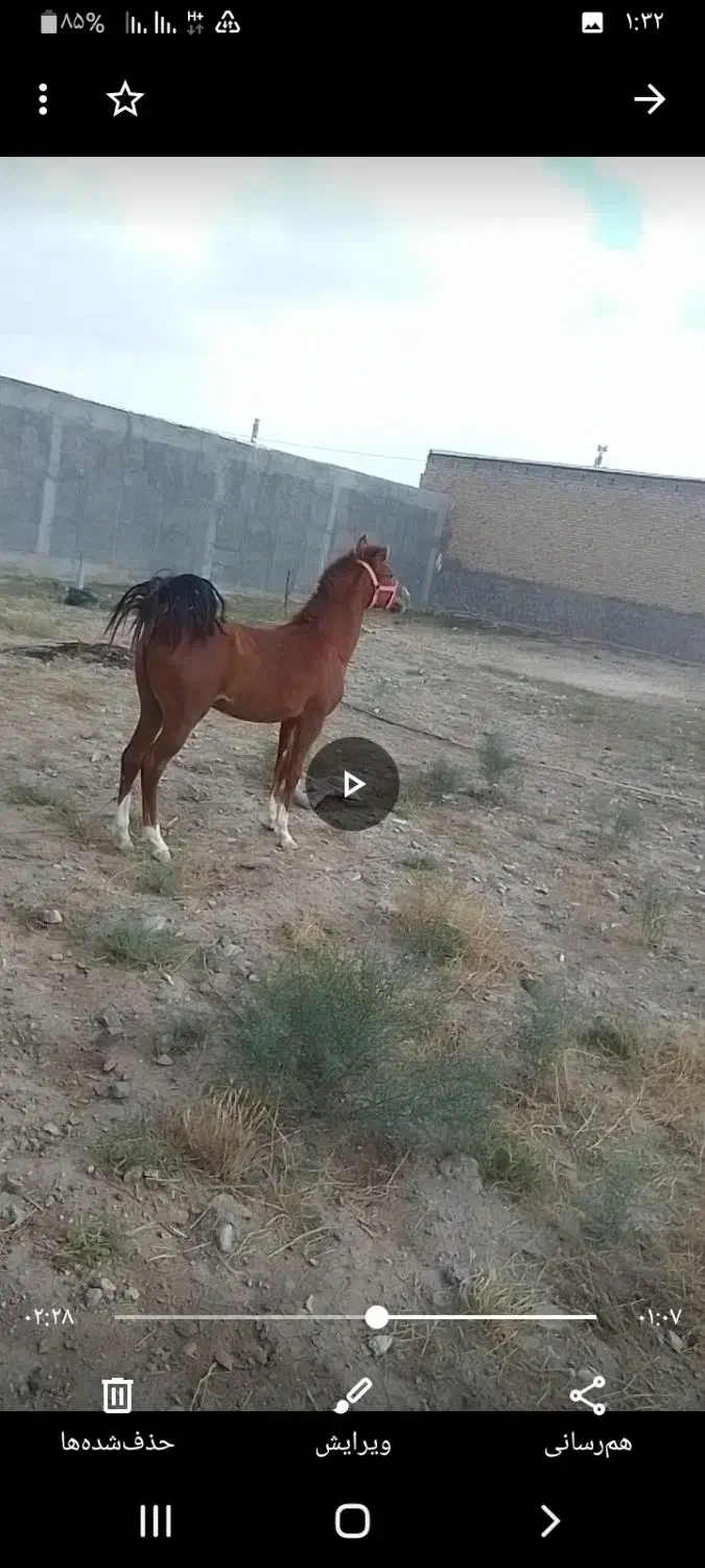 اسب|اسب و تجهیزات اسبسواری|بستان آباد, |دیوار