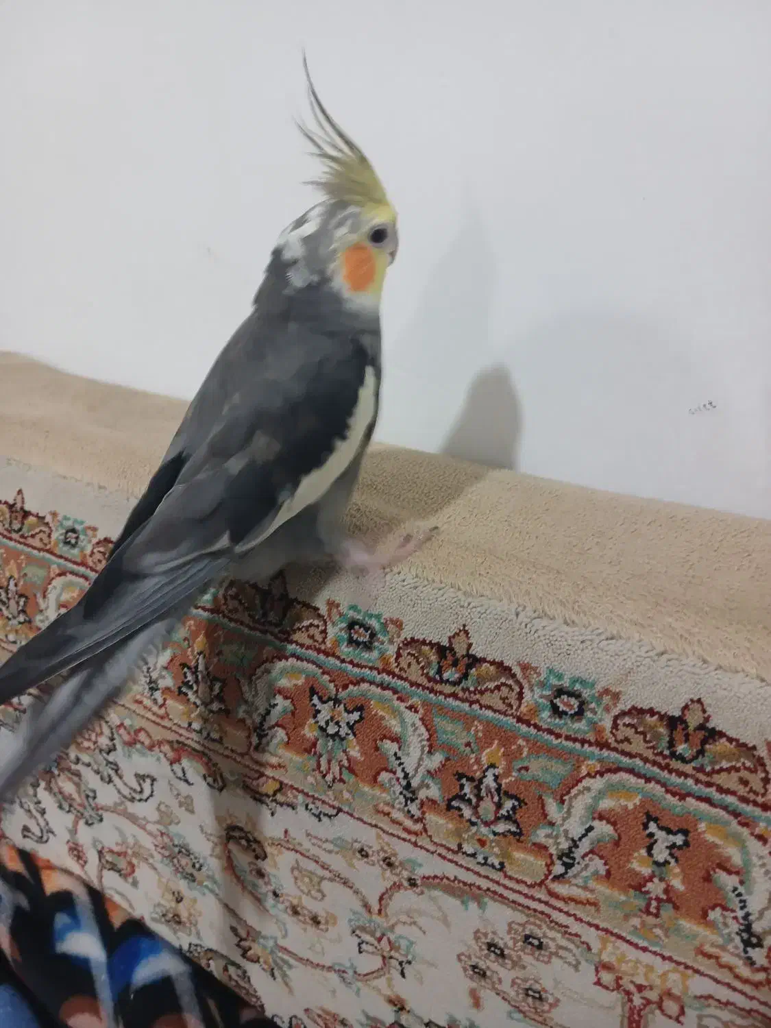 عروس هلندی|پرنده|ساوه, |دیوار