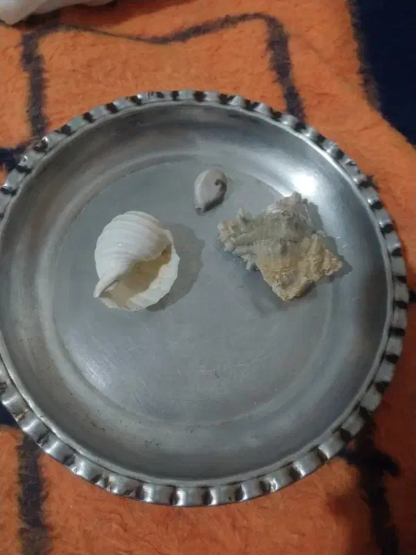 تعدادی صدف|کلکسیون اشیاء عتیقه|شاهین‌شهر, حاجی آباد|دیوار