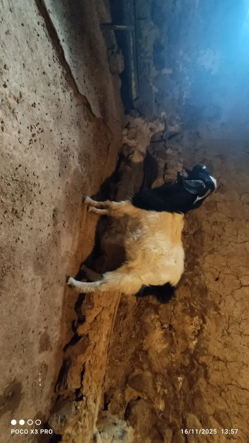 بزغاله نر(ساورین)|حیوانات مزرعه|روانسر, |دیوار