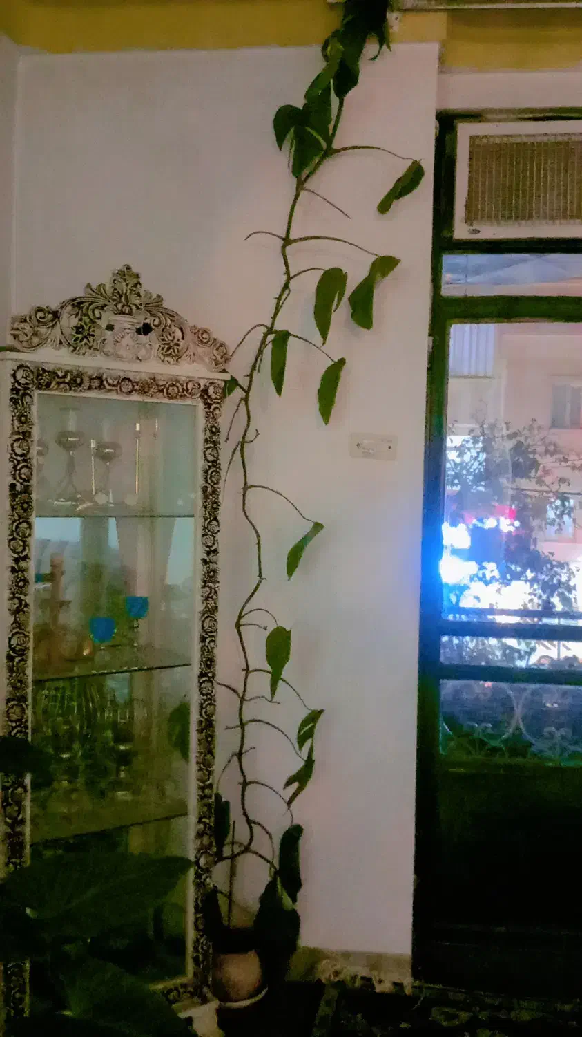 گل ها|گل و گیاه طبیعی|سنندج, |دیوار