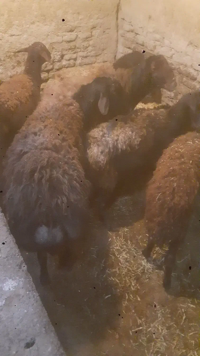 گوسفند|حیوانات مزرعه|ویلکیج, |دیوار