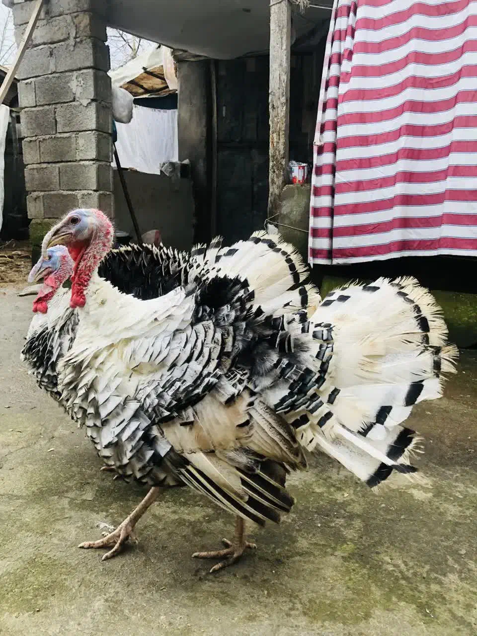 بوقلمون زنده|حیوانات مزرعه|رودسر, |دیوار