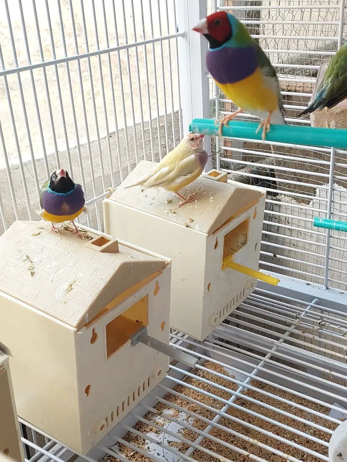 فروش فنچ گلدین .. وعروس هلندی رام|پرنده|همدان, |دیوار