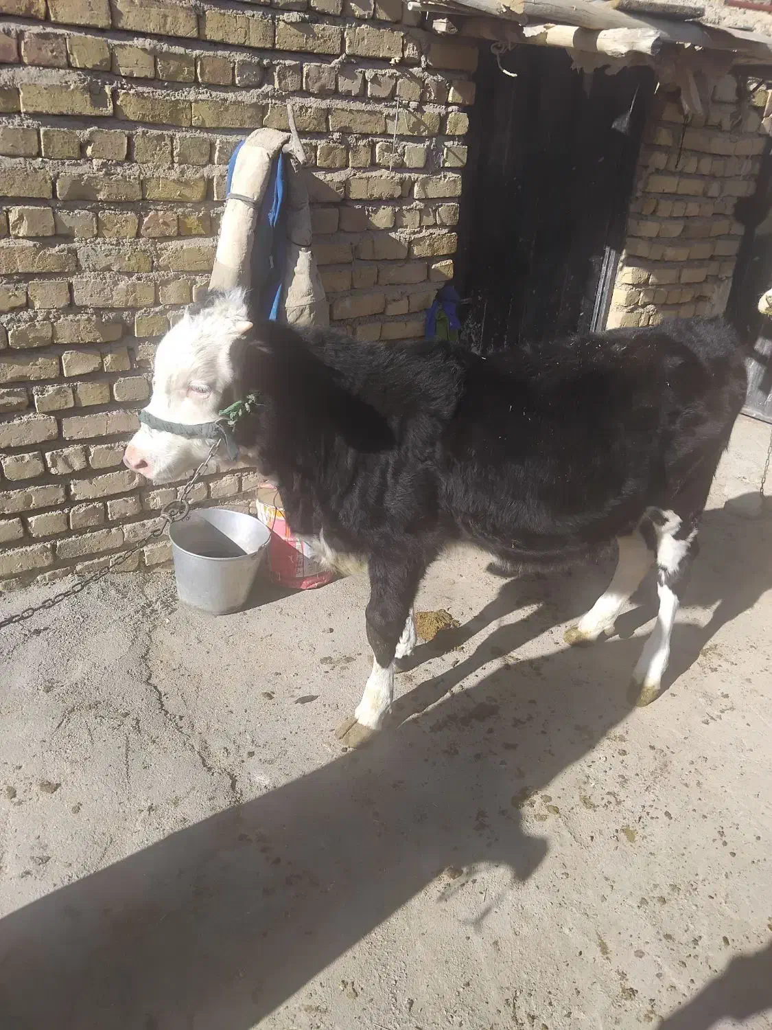 گاو با گوساله بزرگ ماده سیمتال|حیوانات مزرعه|الیگودرز, |دیوار