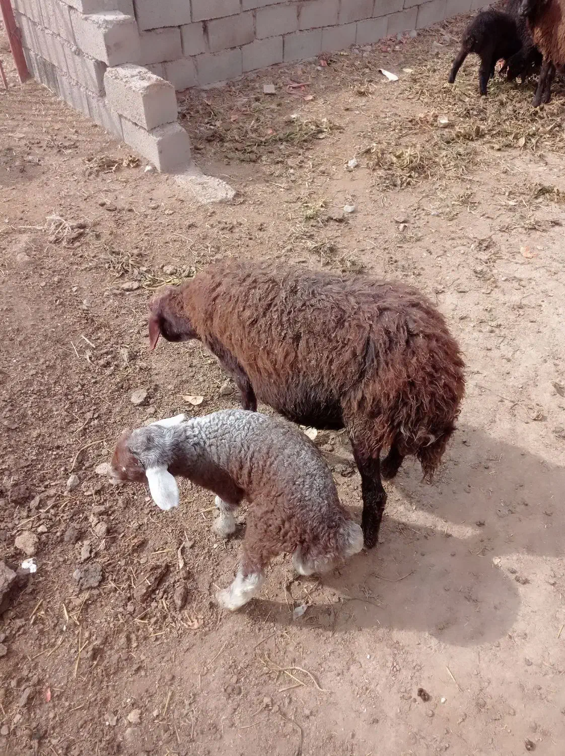 میش بره|حیوانات مزرعه|رادکان, |دیوار