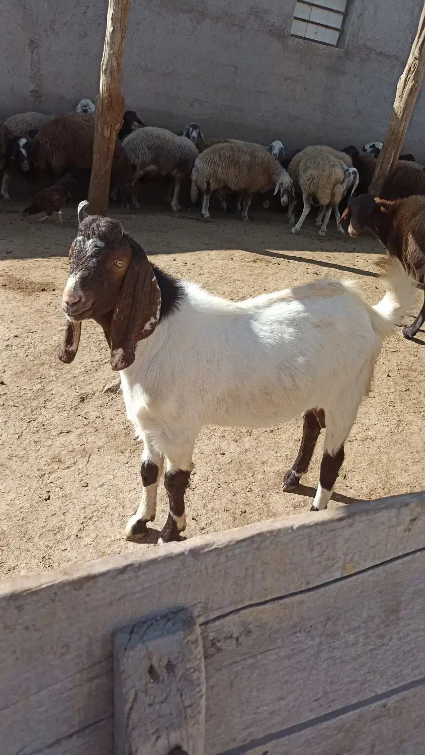 بز نز|حیوانات مزرعه|نمین, |دیوار