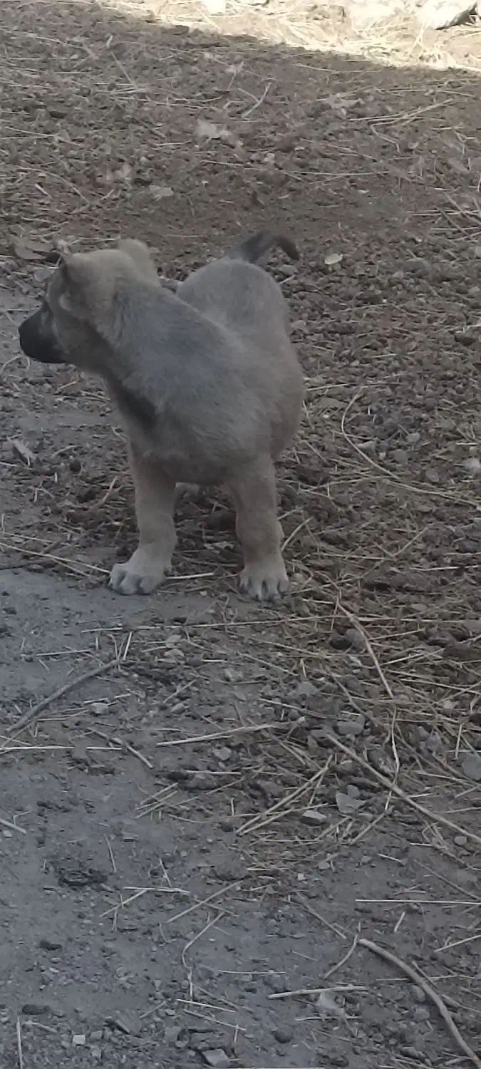 توله نر پشدر 2ماهه|سگ|صومای برادوست, |دیوار