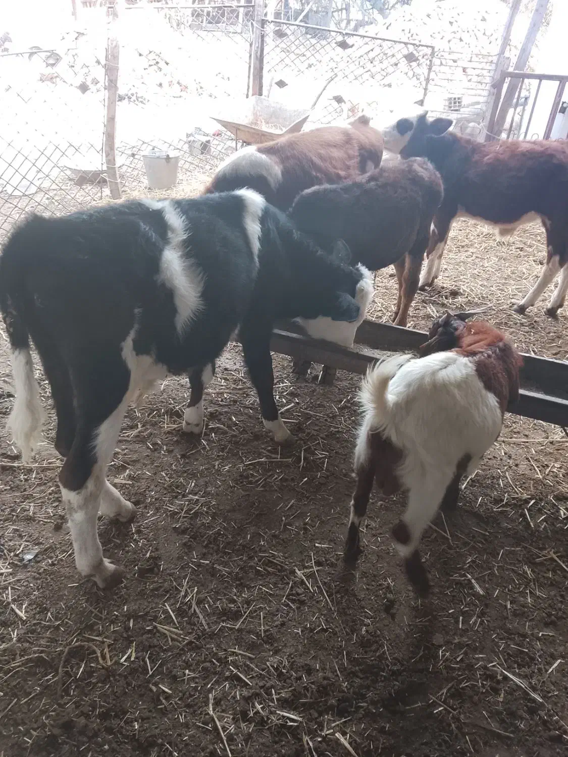 گوساله نر ویک ماده|حیوانات مزرعه|سیمین شهر, |دیوار