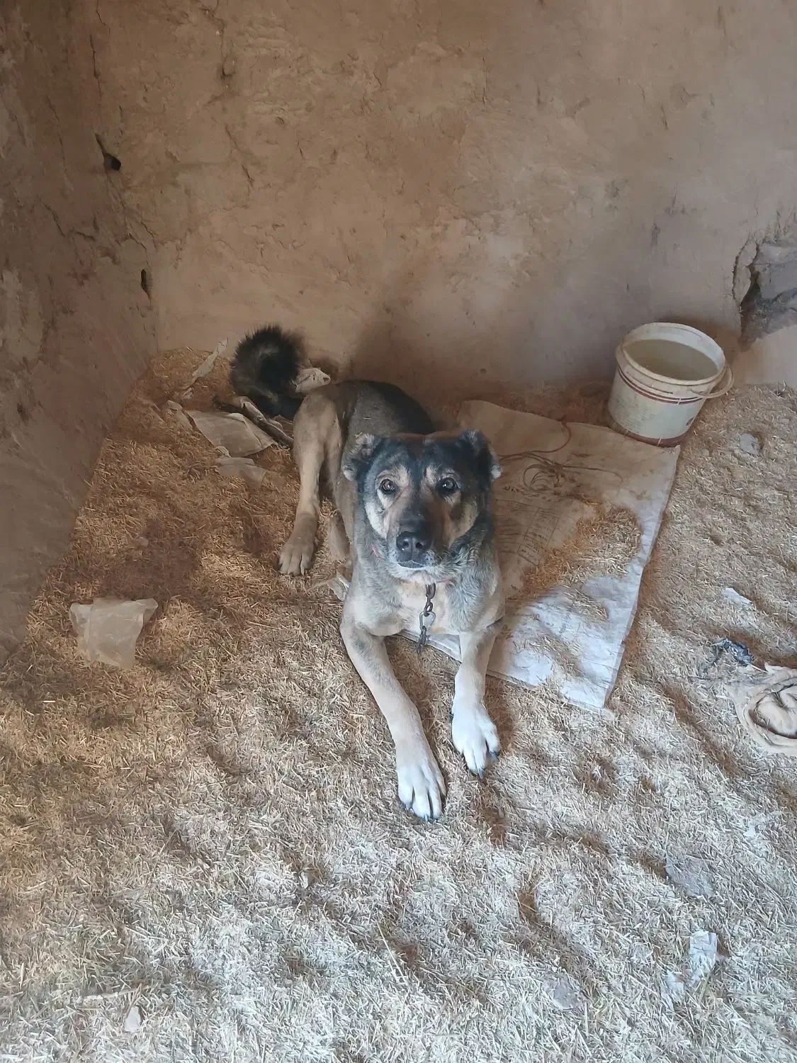 واگذاری|سگ|دهگلان, |دیوار