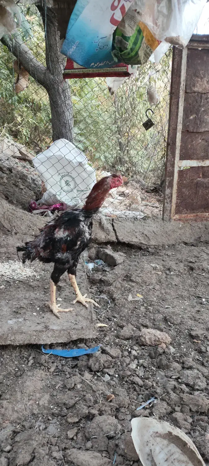 فروش مرغ و خروس لاری اصل و نسب دار|حیوانات مزرعه|سردشت, |دیوار