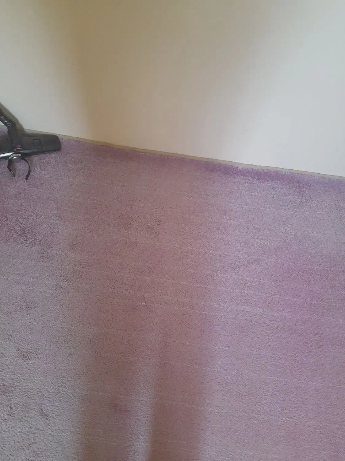 پالاز موکت|موکت|بجنورد, |دیوار