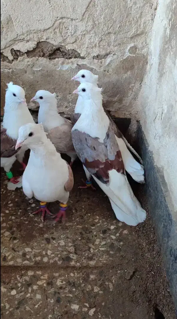 کبوتر دوکت|پرنده|شادگان, |دیوار