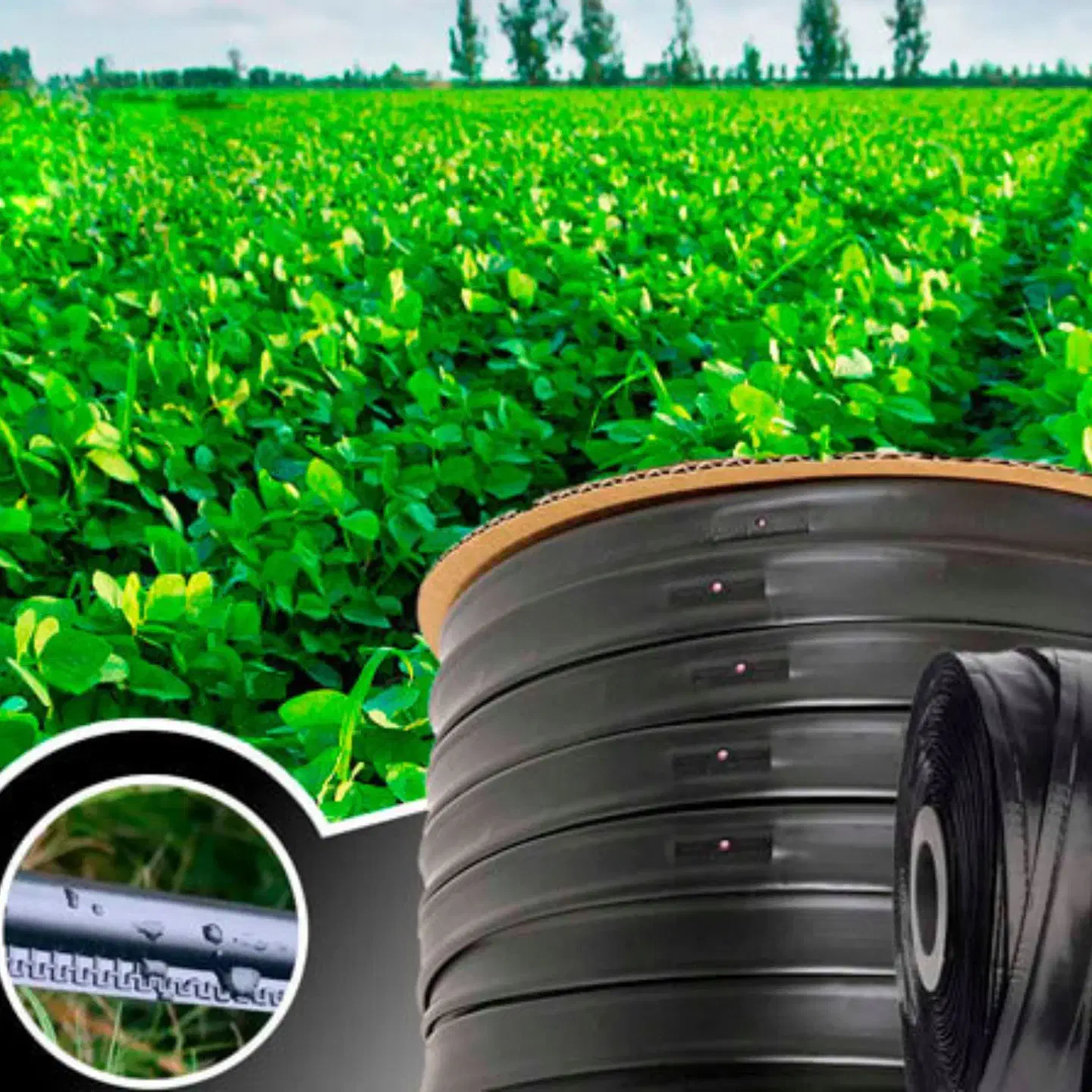 نوارتیپ سبزآب|خدمات باغبانی و درختکاری|اصفهان, بهارستان|دیوار