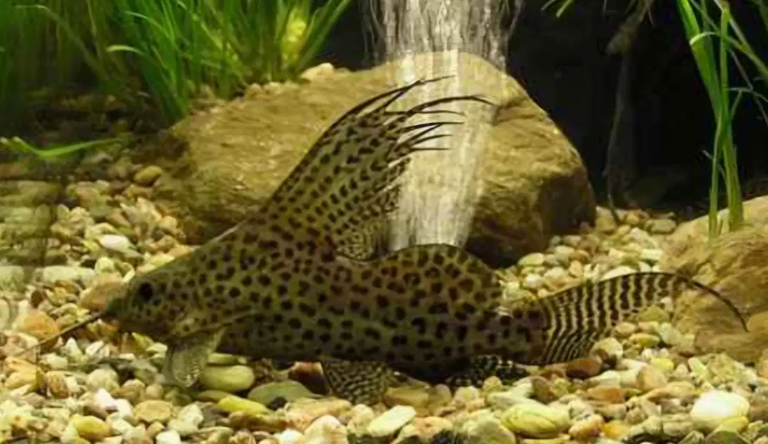 کت فیش وارونه|ماهی|تهران, شهرک امام خمینی|دیوار