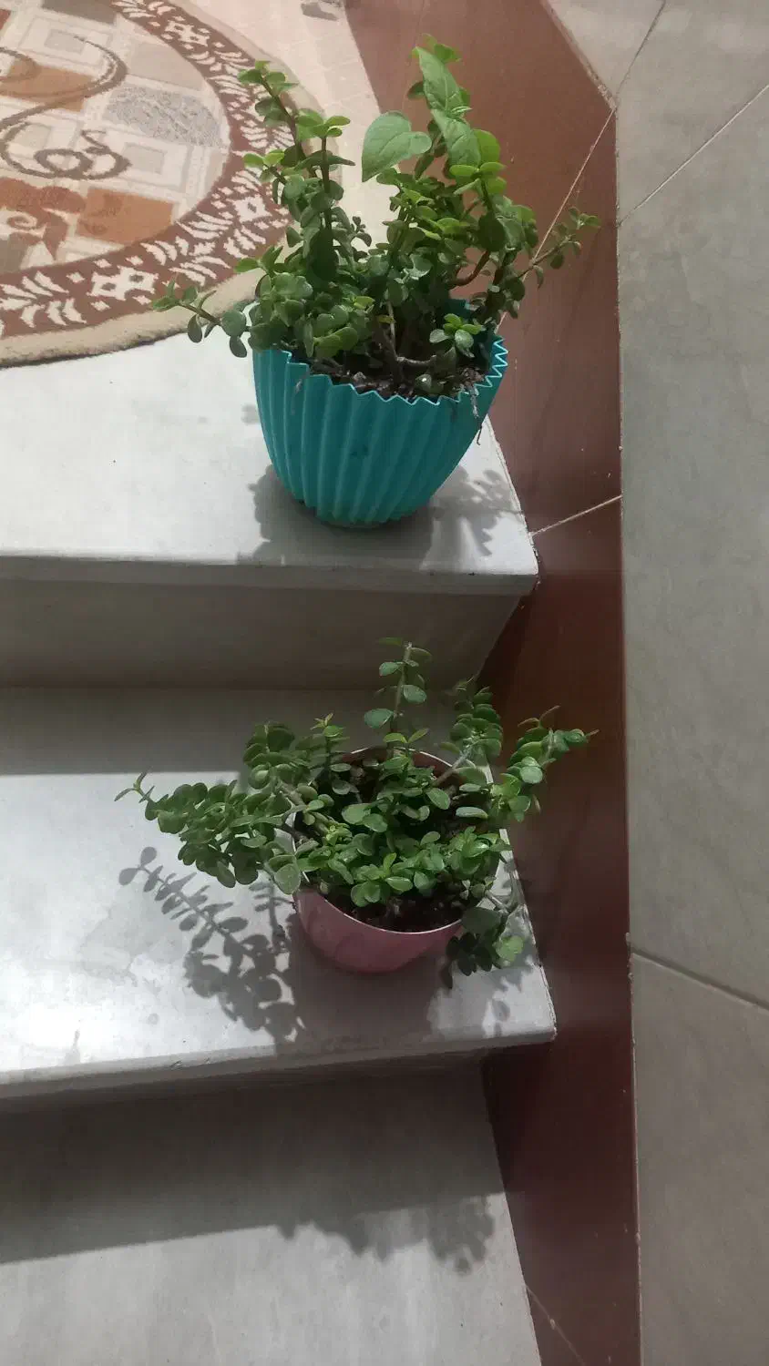 گل خلفه ای گلدونی ۲۰۰|گل و گیاه طبیعی|ساوه, |دیوار