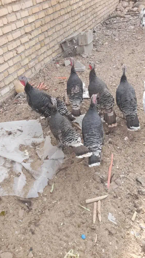 بوقلمون مرغ  جوجه|حیوانات مزرعه|صدرا-فارس, فاز ۲|دیوار