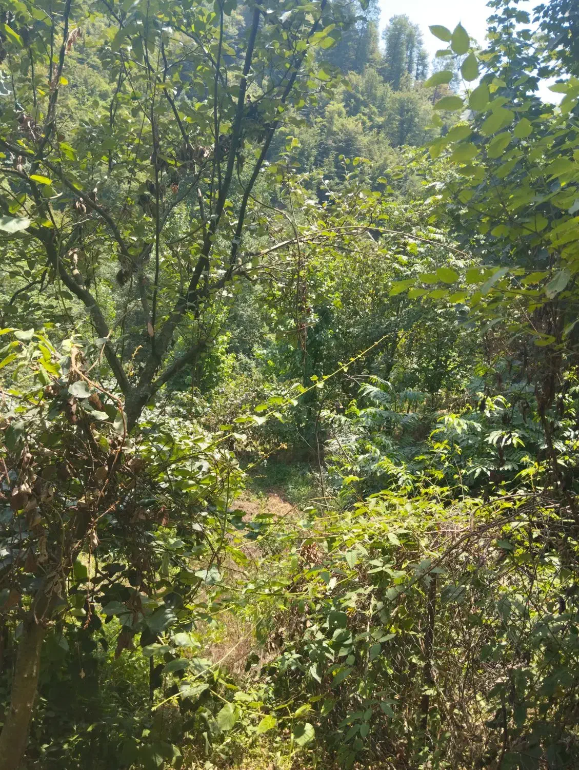 باغ کیوی با ۷۰ درخت ۵ساله|فروش زمین و ملک کلنگی|چوبر, |دیوار