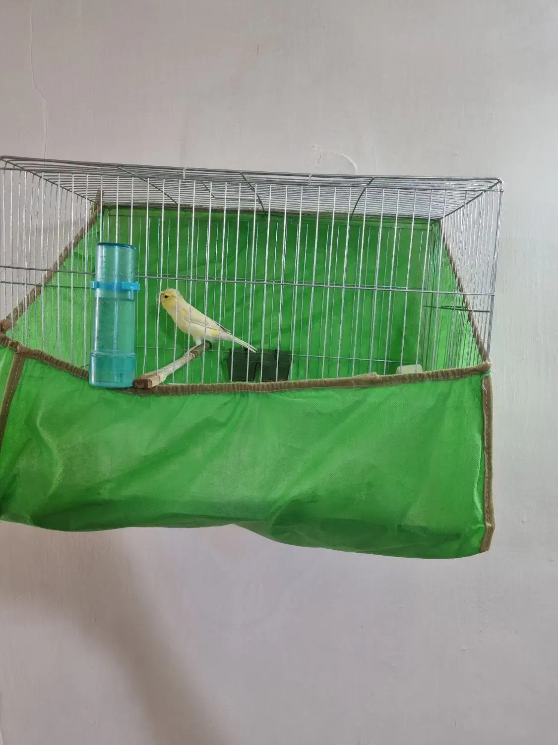 قناری نر|پرنده|شهر ری, علایین|دیوار