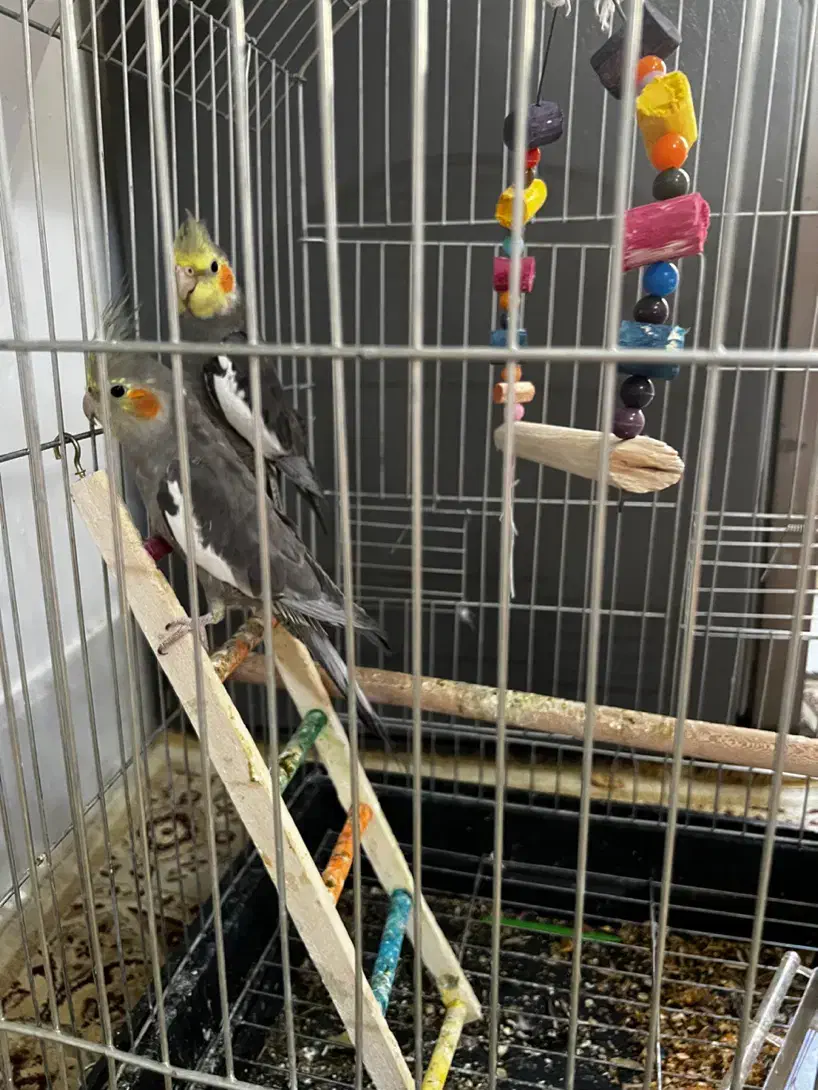 مرغ عشق|پرنده|مشهد, آزادشهر|دیوار