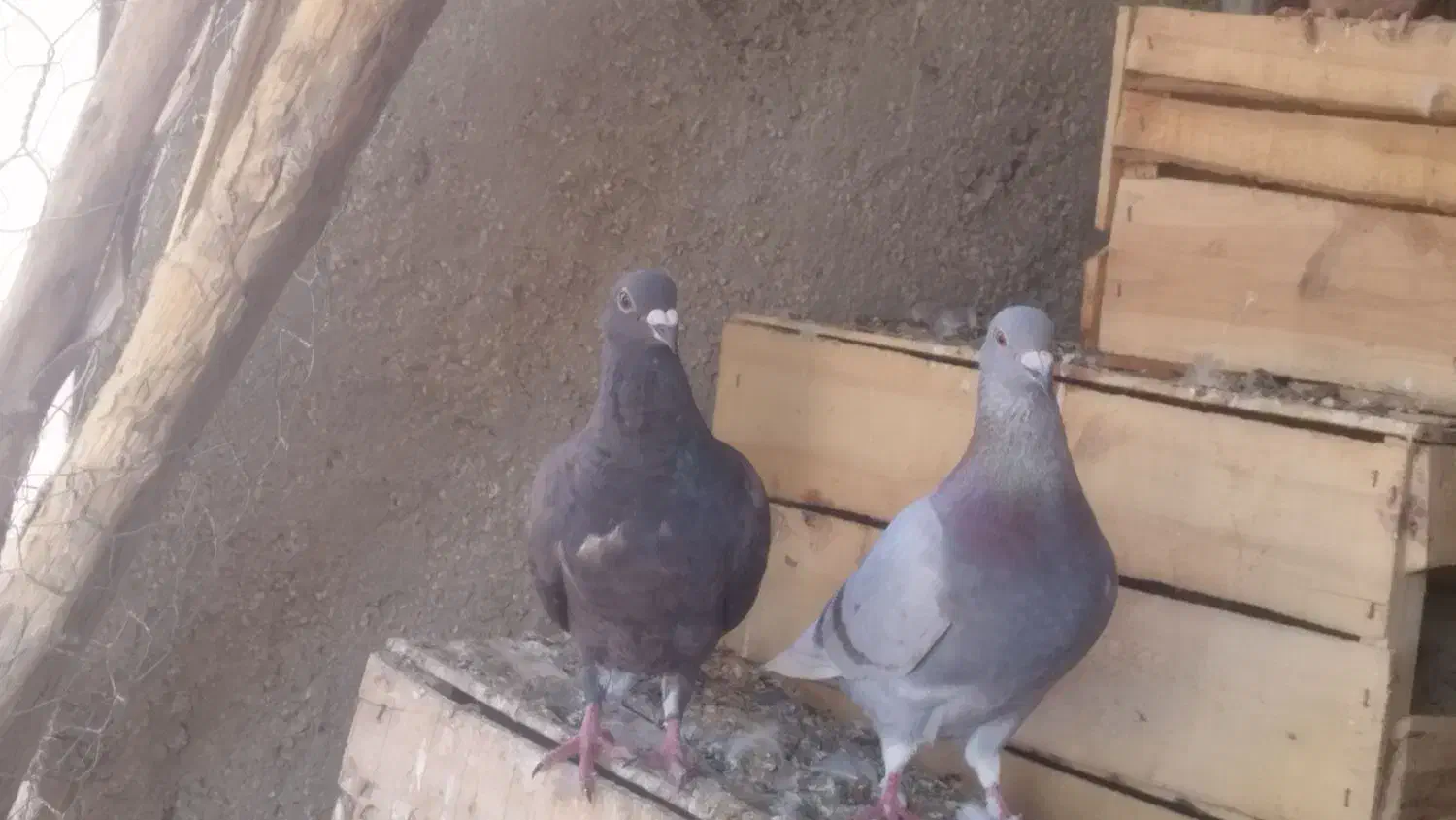 درجه یک|پرنده|جنت, |دیوار